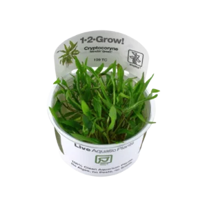 Cryptocoryne wendtii 'Green' - 1-2-Grow!, 3-pack från Tropica