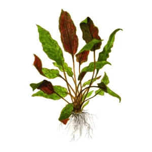 Cryptocoryne wendtii 'Mi Oya' - 1-2-Grow!, 3-pack från Tropica