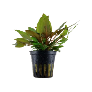 Cryptocoryne wendtii 'Tropica' - kruka, 5-pack från Tropica