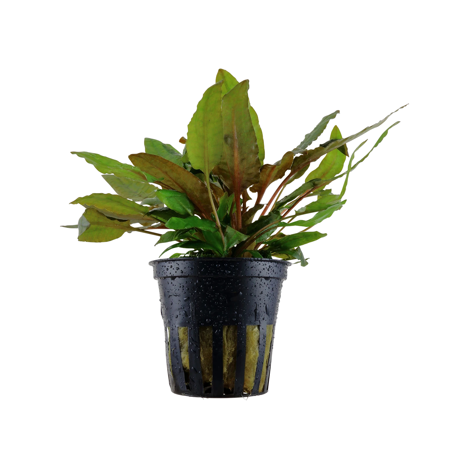 Cryptocoryne wendtii 'Tropica' - kruka, 5-pack från Tropica