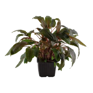 Cryptocoryne wendtii 'Tropica' - XL-kruka från Tropica