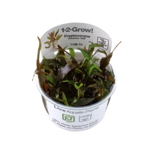 Cryptocoryne undulata 'Broad Leaf' - 1-2-Grow!, 3-pack från Tropica