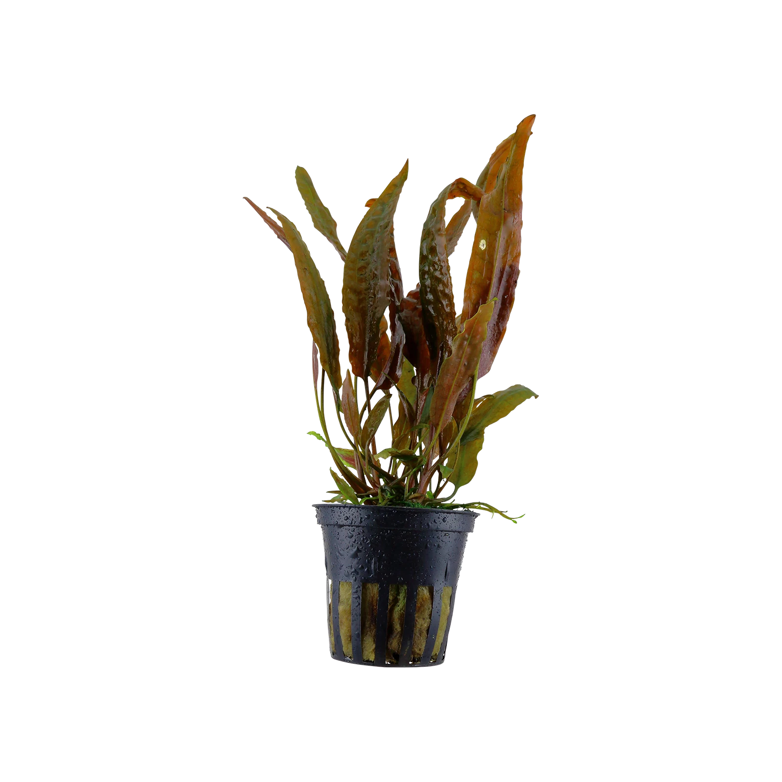 Cryptocoryne usteriana - kruka, 5-pack från Tropica