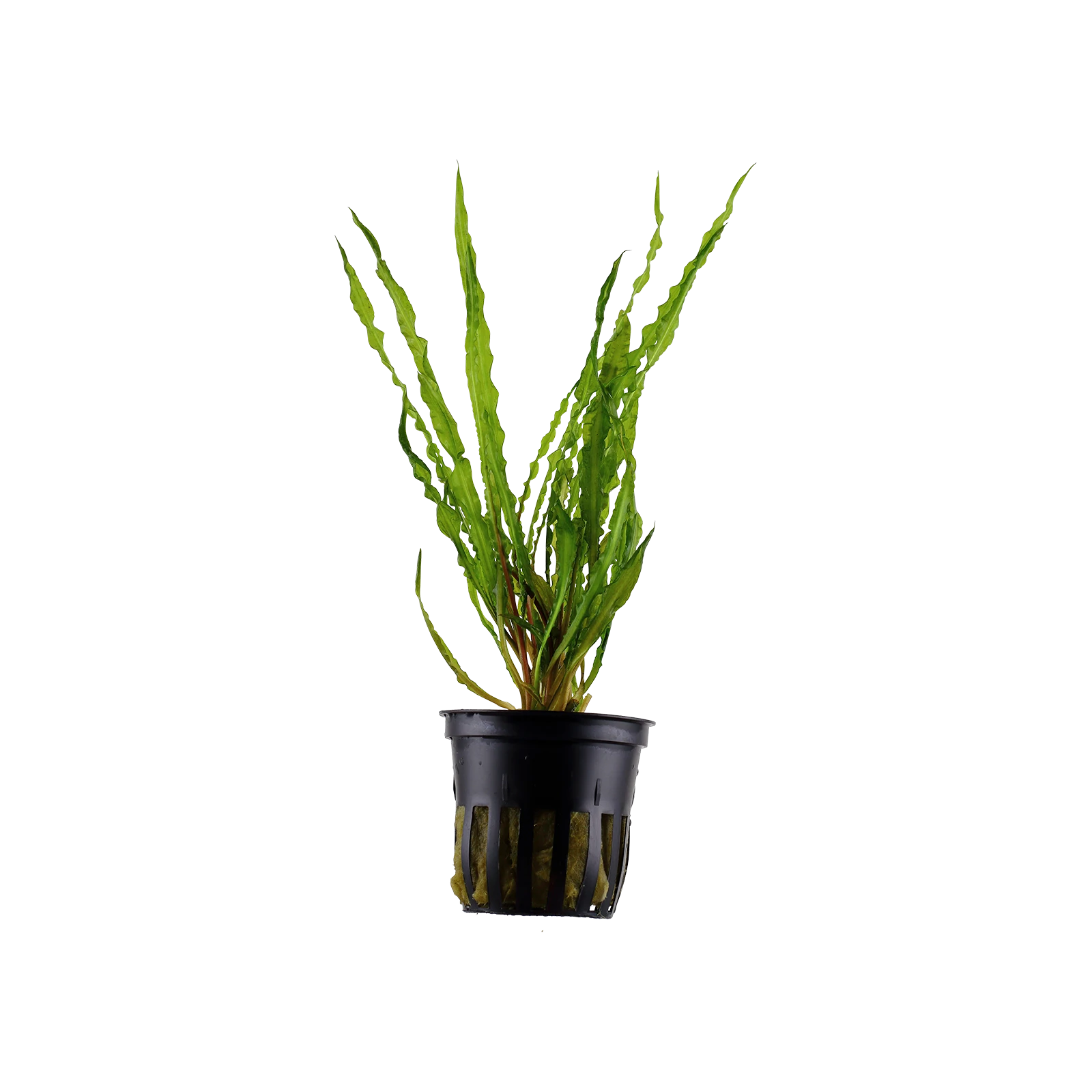 Cryptocoryne crispatula - kruka, 5-pack från Tropica