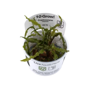 Cryptocoryne crispatula - 1-2-Grow!, 3-pack från Tropica