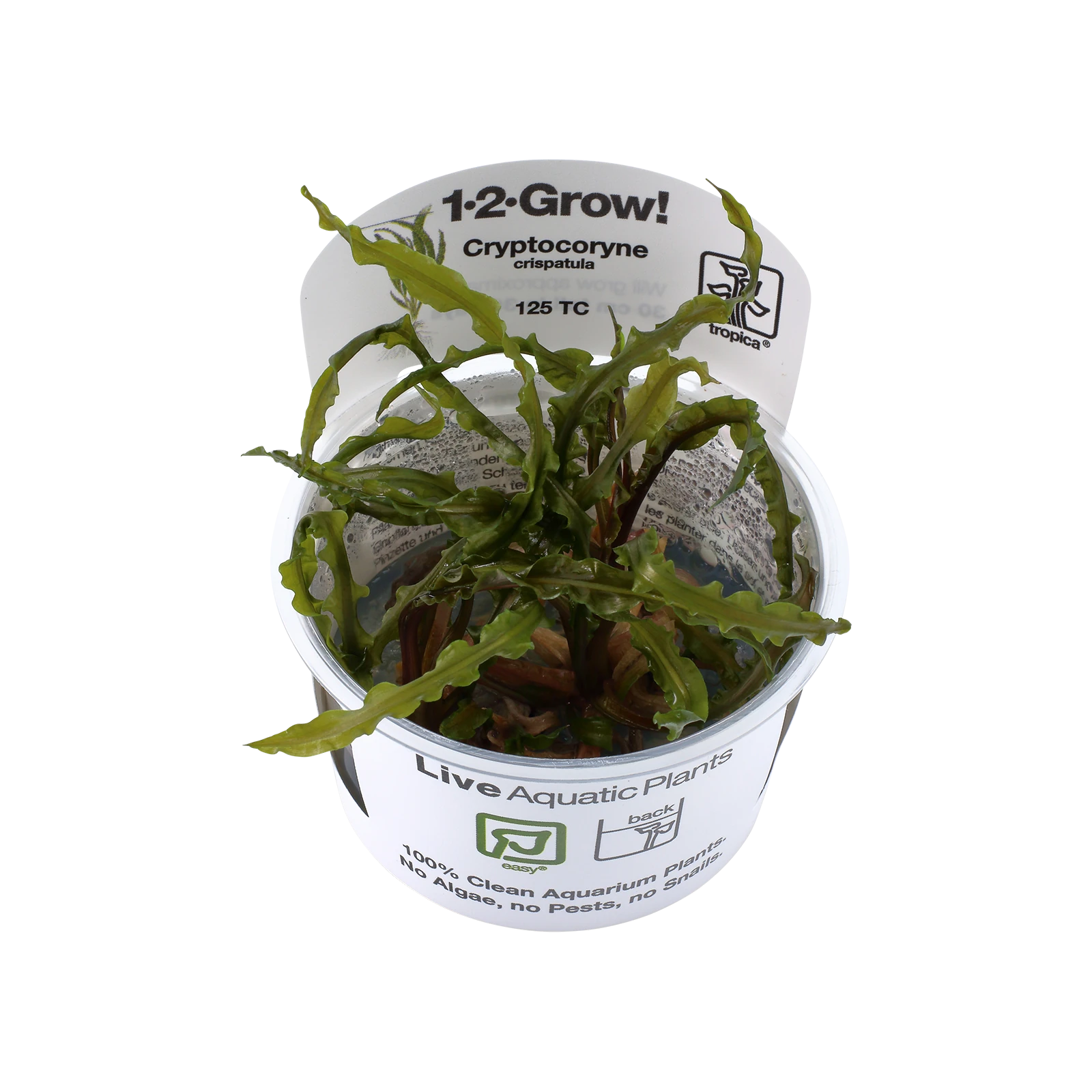 Cryptocoryne crispatula - 1-2-Grow!, 3-pack från Tropica