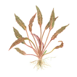 Cryptocoryne nurii - 1-2-Grow!, 3-pack från Tropica