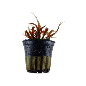 Cryptocoryne albida 'Brown' - kruka, 5-pack från Tropica