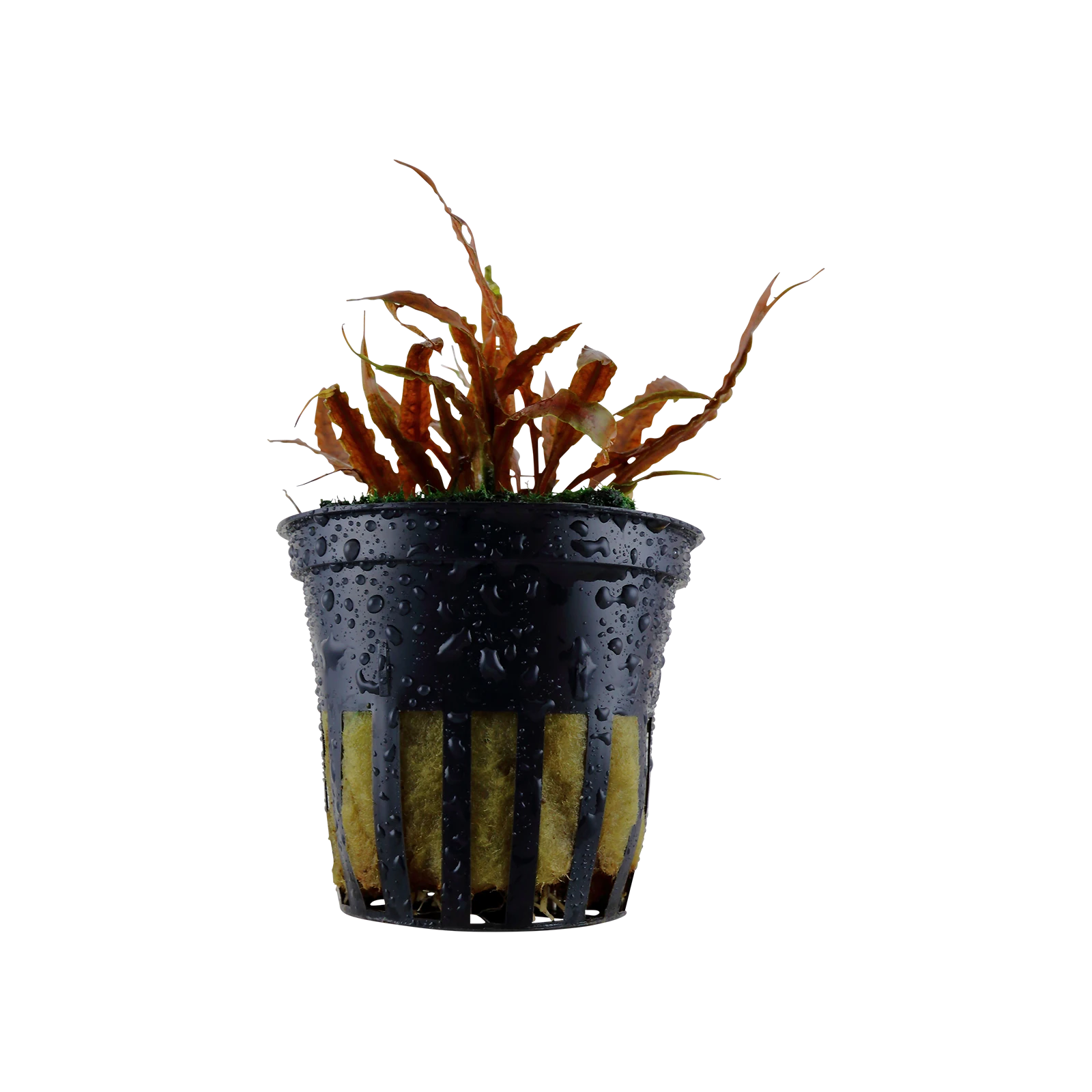 Cryptocoryne albida 'Brown' - kruka, 5-pack från Tropica