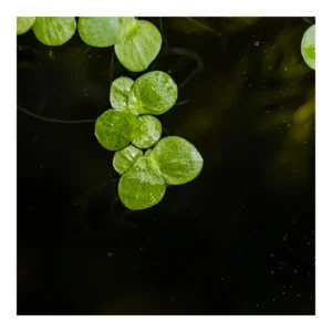 Spirodela polyrrhiza - 1-2-Grow!, 3-pack från Tropica