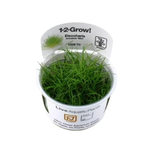 Eleocharis pusilla 'Mini' - 1-2-Grow!, 3-pack från Tropica