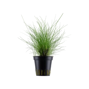 Eleocharis parvula - kruka, 5-pack från Tropica