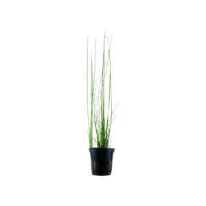 Eleocharis montevidensis - kruka, 5-pack från Tropica