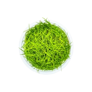 Eleocharis acicularis - 1-2-Grow!, 3-pack från Tropica