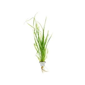 Cyperus helferi - clip, 5-pack från Tropica