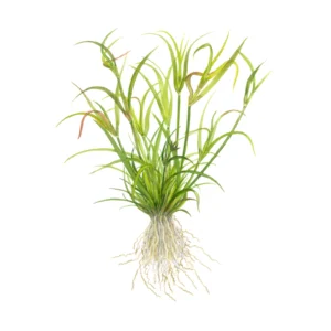 Juncus repens - 1-2-Grow!, 3-pack från Tropica
