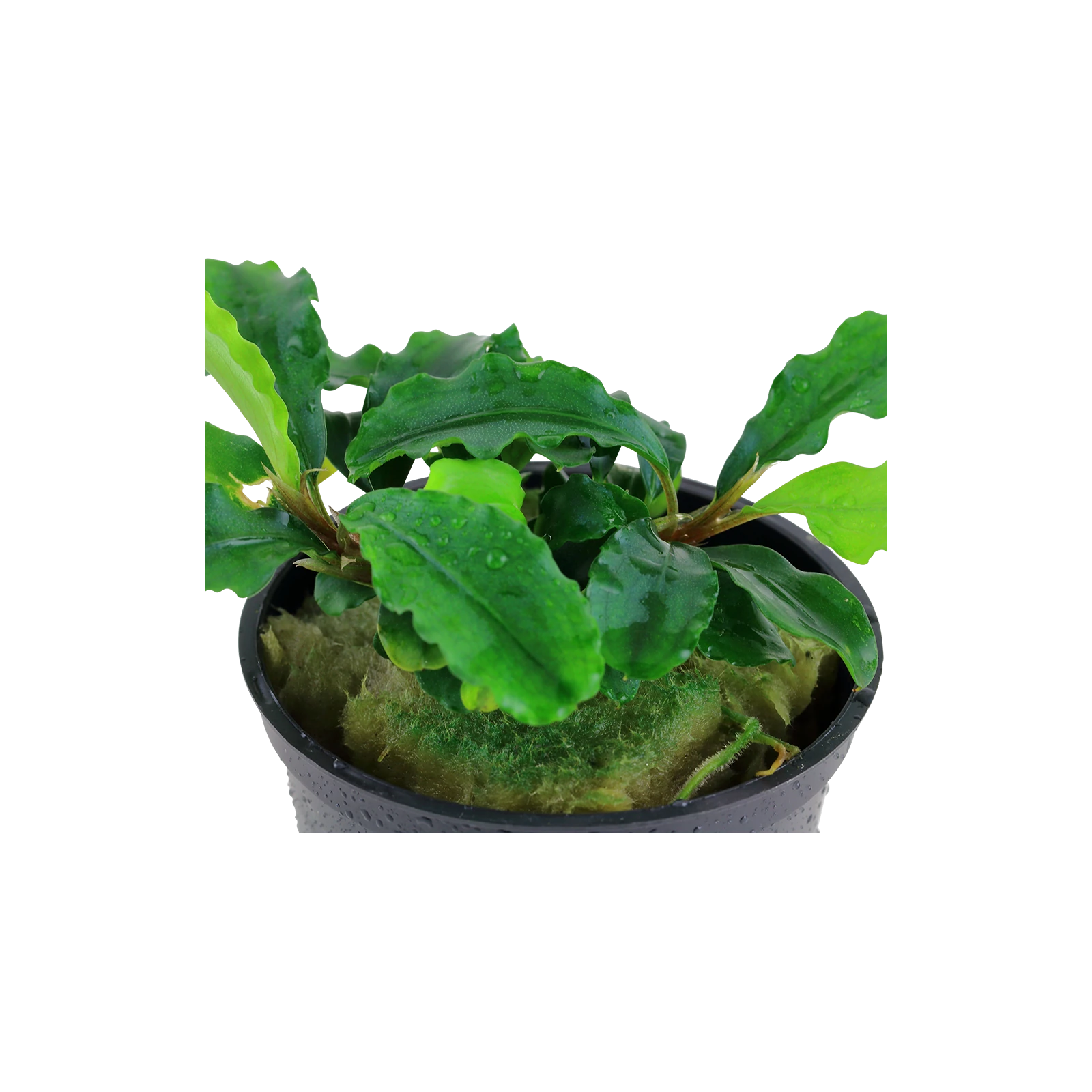 Bucephalandra pygmaea 'Bukit Kelam' - kruka, 5-pack från Tropica