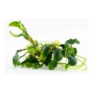 Bucephalandra pygmaea 'Bukit Kelam' - 1-2-Grow!, 3-pack från Tropica