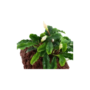 Bucephalandra pygmaea 'Bukit Kelam' - på sten från Tropica