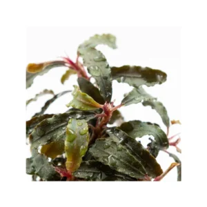 Bucephalandra diabolica 'Kedagang' - clip, 5-pack från Tropica