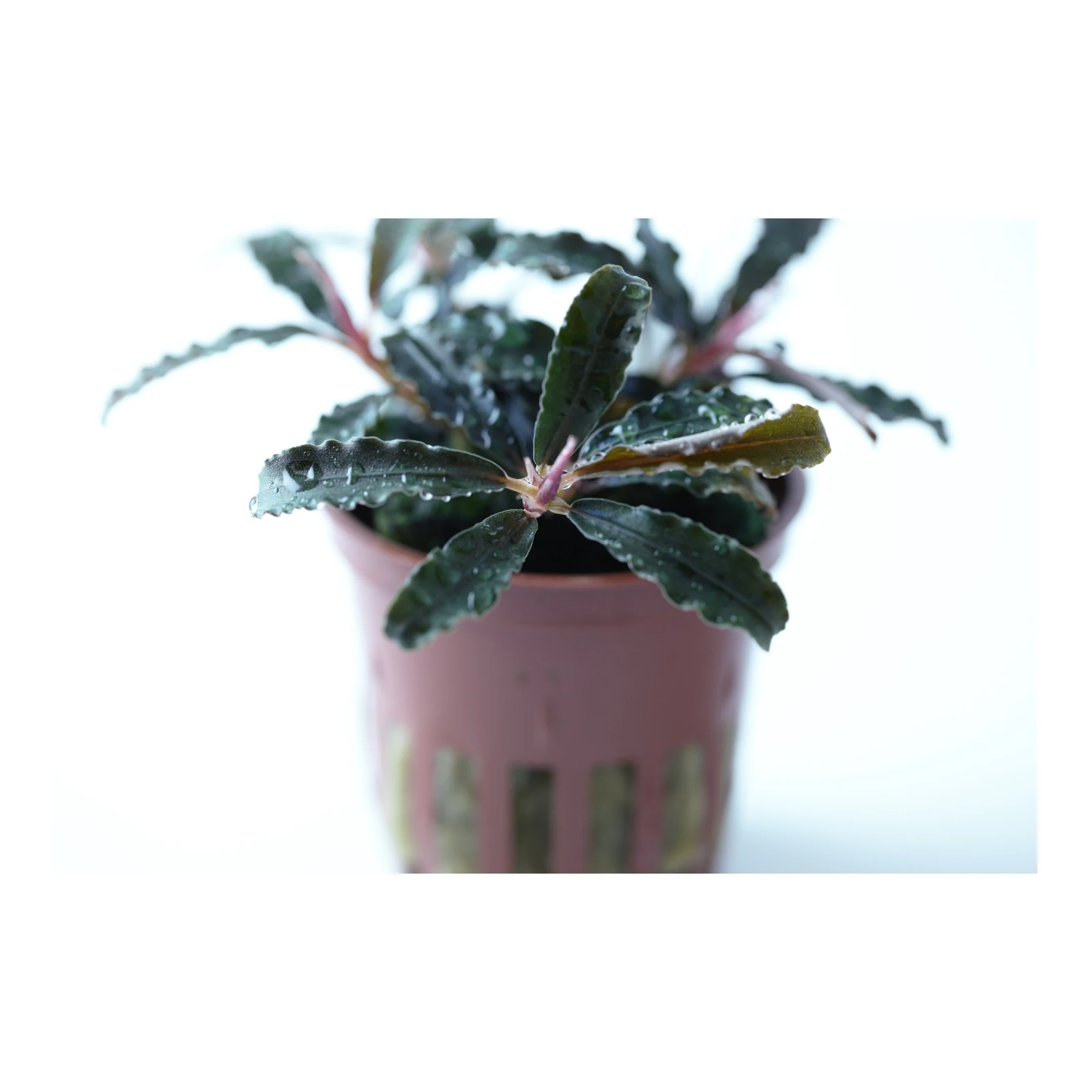 Bucephalandra diabolica 'Kedagang' - kruka, 5-pack från Tropica