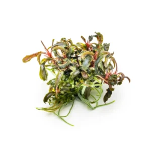 Bucephalandra diabolica' Kedagang' - 1-2-Grow!, 3-pack från Tropica