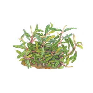 Bucephalandra sp. 'Needle Leaf' - 1-2-Grow!, 3-pack från Tropica