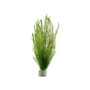 Mayaca fluviatilis - bunt, 5-pack från Tropica