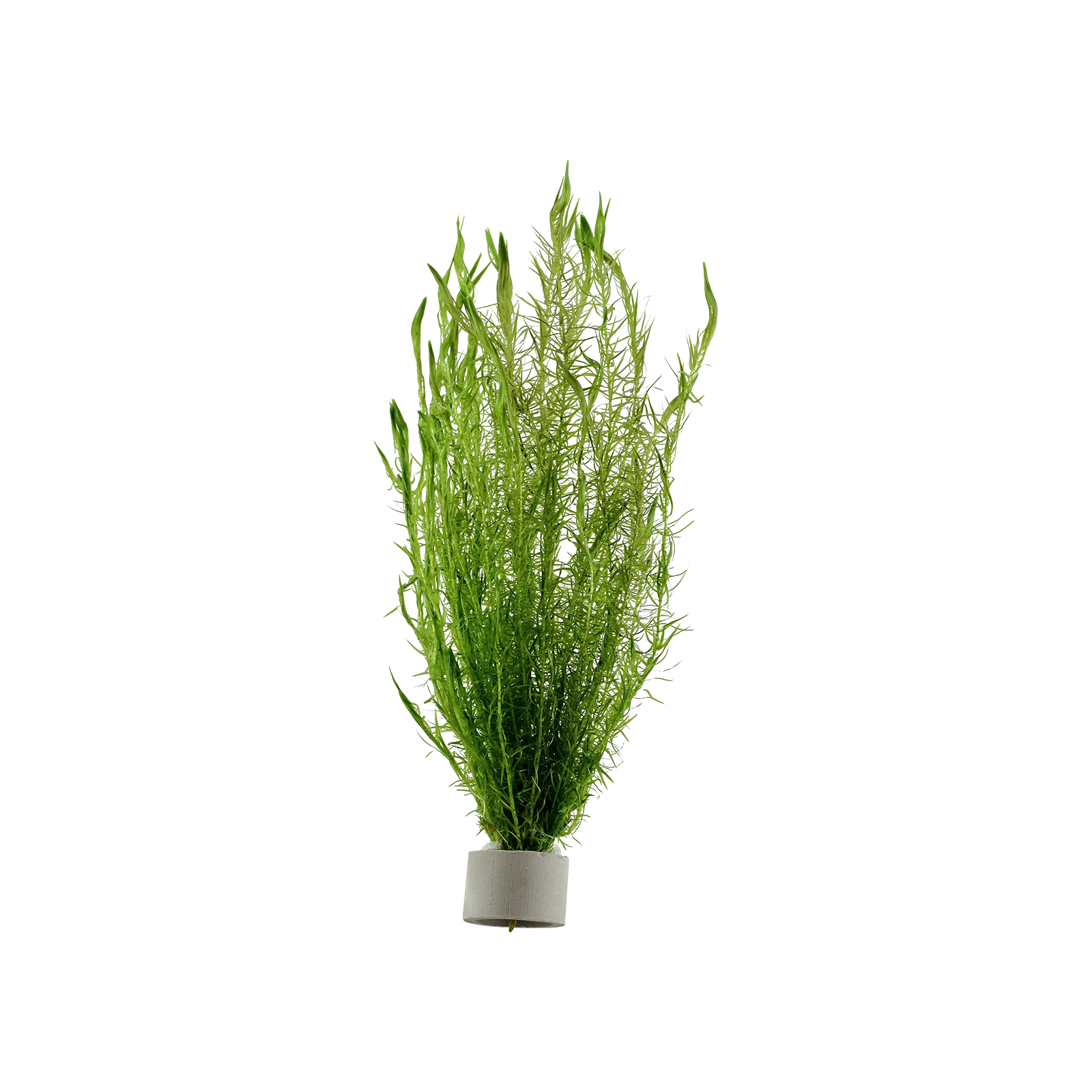 Mayaca fluviatilis - bunt, 5-pack från Tropica
