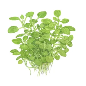 Lobelia cardinalis 'Mini' - 1-2-Grow!, 3-pack från Tropica