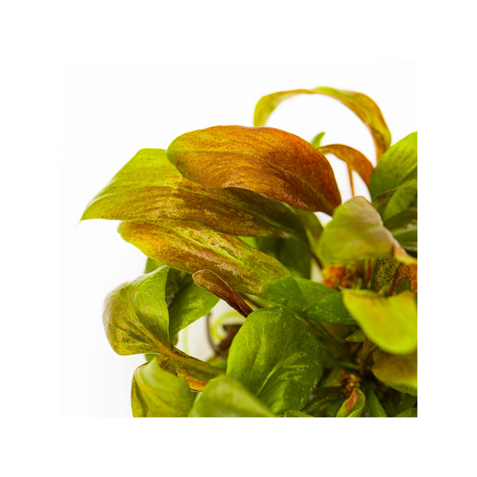 Lysimachia parvifolia ‘Red’ - 1-2-Grow!, 3-pack från Tropica