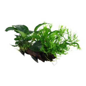 Microsorum sp. - på rot med sugkopp från Tropica