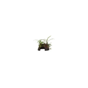 Hygrophila pinnatifida - på kokos från Tropica