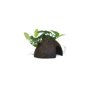 Anubias barteri var. nana - på kokos från Tropica