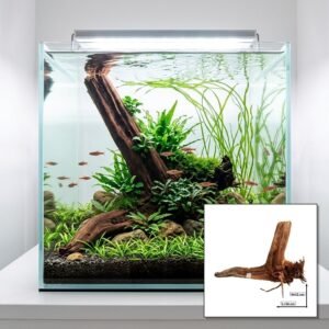 Tuskwood Aquariumwortel WYSIWYG Echt bogwood Uniek 34 cm NrT30