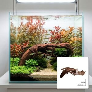 Tuskwood Aquariumwortel WYSIWYG Echt bogwood Uniek 30 cm NrT34