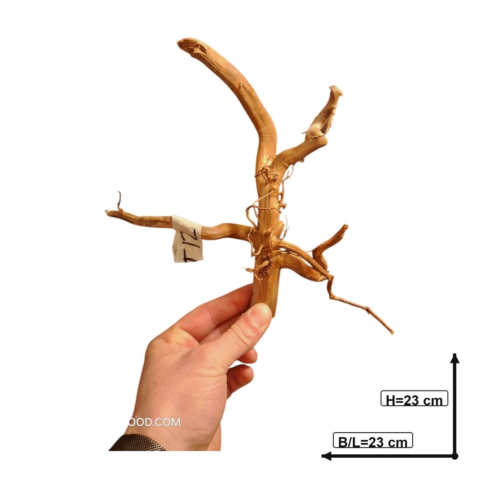 Tuskwood-akvaariojuuri WYSIWYG, aitoa bogwoodia, ainutlaatuinen 23 cm NrT12