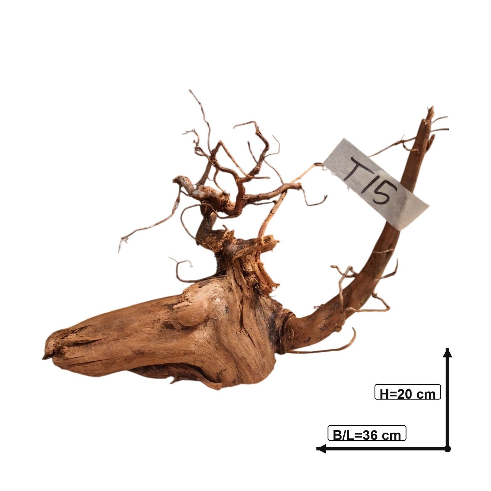 Tuskwood Aquariumwortel WYSIWYG Echt bogwood Uniek 36 cm NrT15