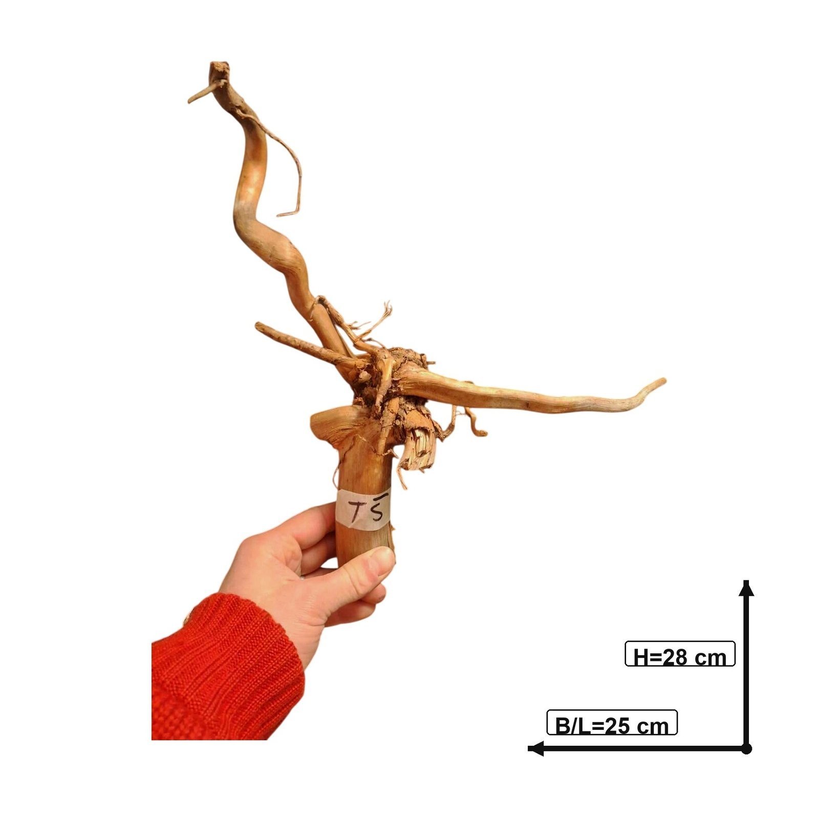 Tuskwood Akvarierot WYSIWYG Äkta Bogwood Unik 28 cm NrT5