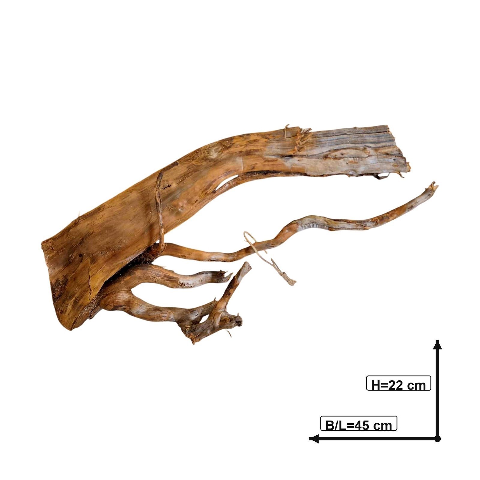 Tuskwood Aquarium-Zierholz WYSIWYG Echtes Bogwood Einzigartig 45 cm Nr. 100C
