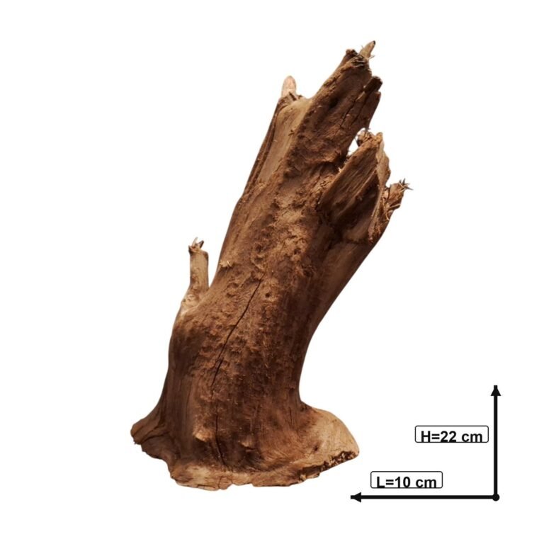 Sold Tuskwood aquarium root P312621, white-background image, approx. 22 cm
