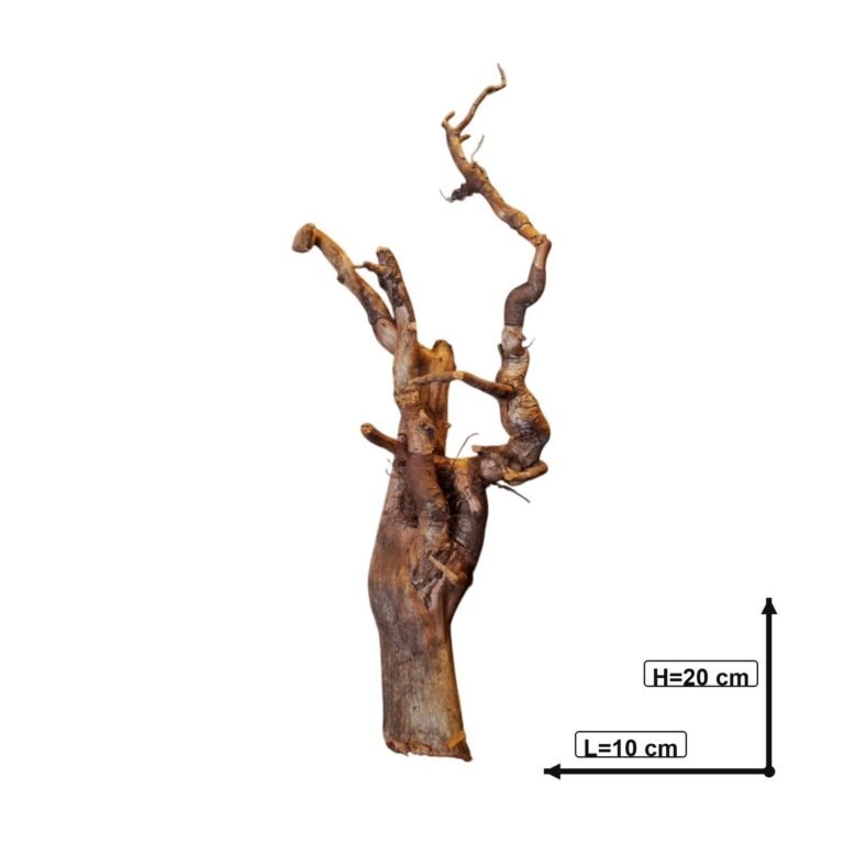 Sold Tuskwood aquarium root P062621, white-background image, approx. 20 cm