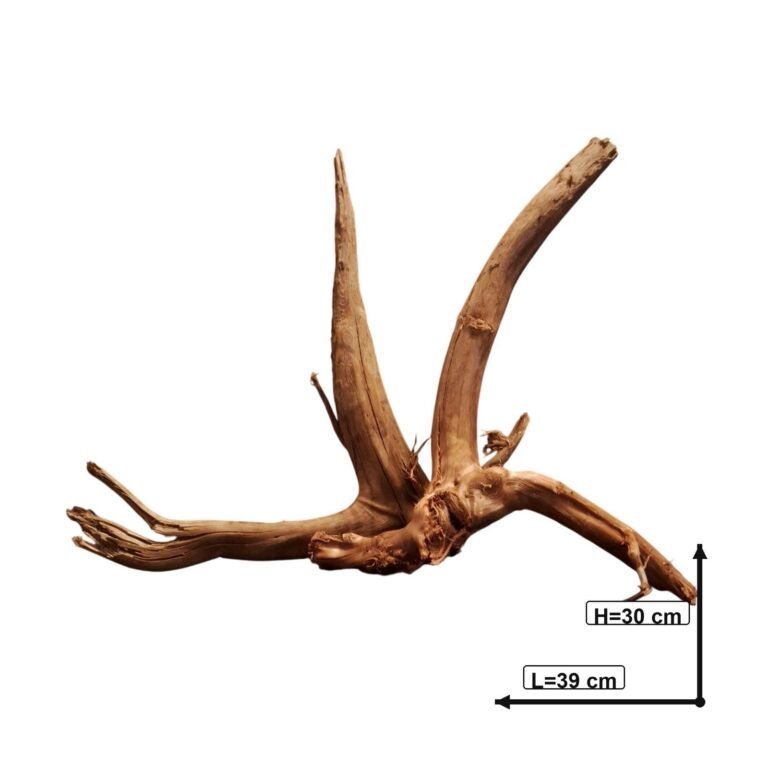 Sold Tuskwood root set S2022622, white-background image, approx. 39 cm