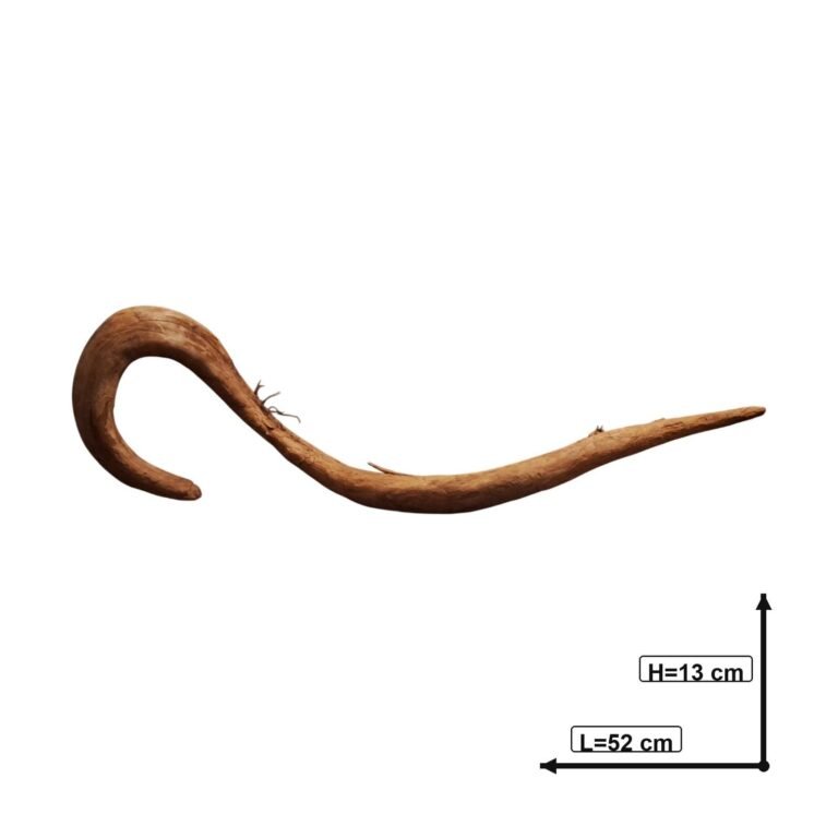 Sold Tuskwood aquarium root P022623, white-background image, approx. 52 cm