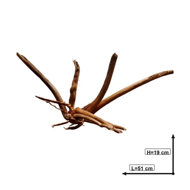 Sold Tuskwood root set S4212623, white-background image, approx. 51 cm
