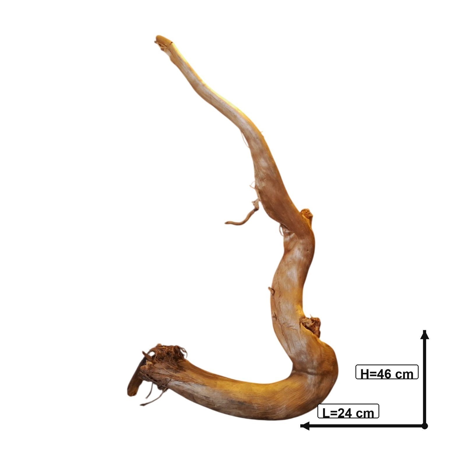 Tuskwood-akvaariojuuri WYSIWYG, aitoa bogwoodia, ainutlaatuinen 46 cm P112621