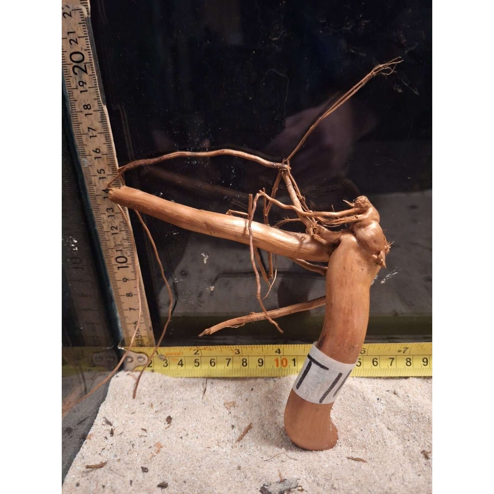 Tuskwood Aquarium Root WYSIWYG Genuine Bogwood Unique 28 cm NrT11