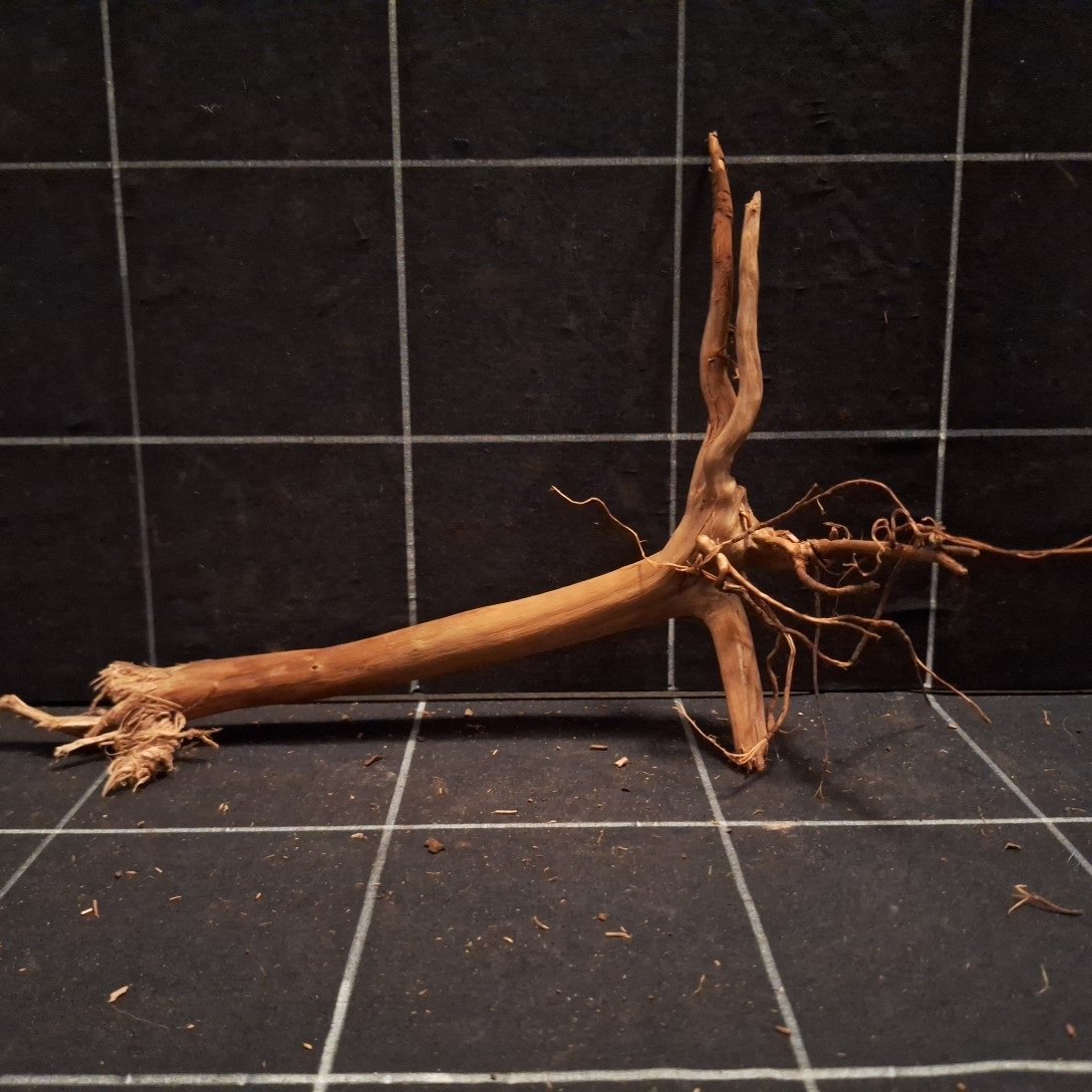Tuskwood Aquarienwurzel WYSIWYG Echtes Moorholz Einzigartig 27 cm P312620