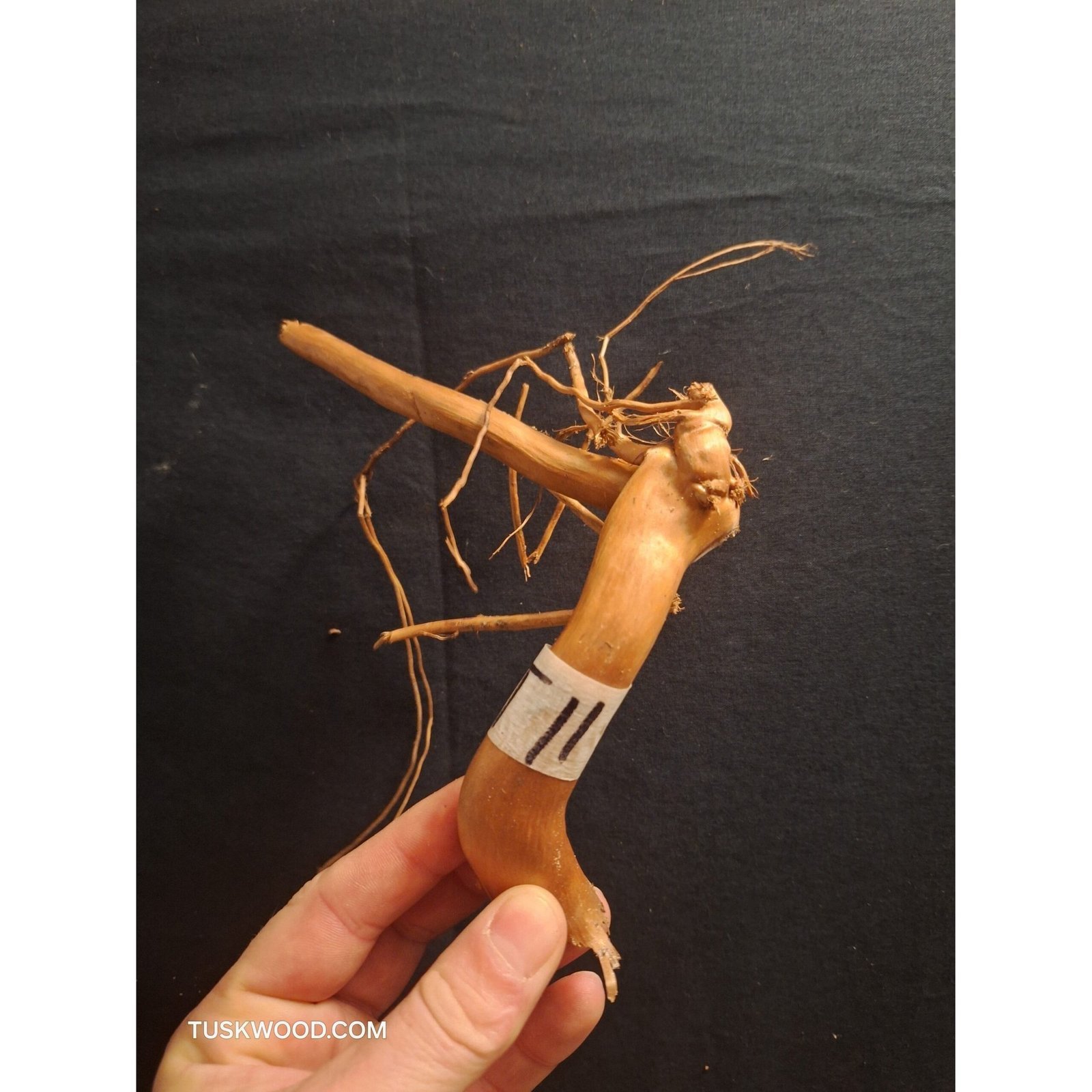 Tuskwood Aquarium Root WYSIWYG Genuine Bogwood Unique 28 cm NrT11