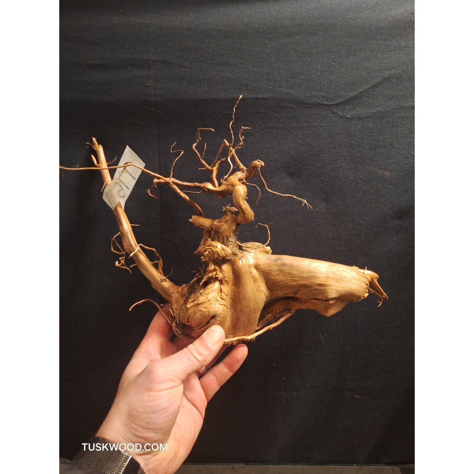 Tuskwood Aquariumwortel WYSIWYG Echt bogwood Uniek 36 cm NrT15